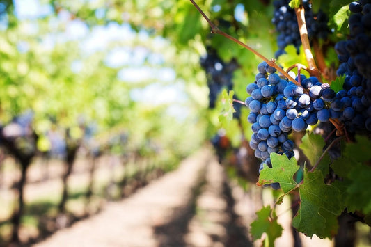 Burgundy Vineyards: French Elegance in Every Sip